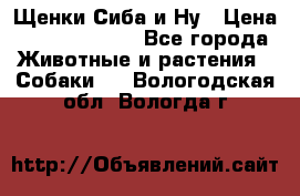 Щенки Сиба и Ну › Цена ­ 35000-85000 - Все города Животные и растения » Собаки   . Вологодская обл.,Вологда г.